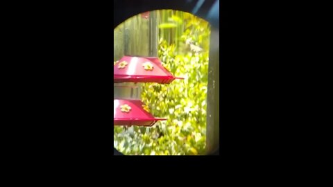 Humming Birds Close Up with Slo Mo! #Shorts