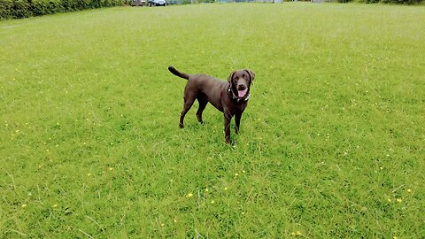 Choc Lab Training