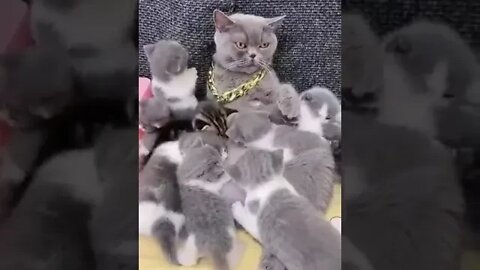 cute cat videos 😹 funny videos 😂1046😻#shorts #shortsfunny #cutecat #catvideos#catsfood #catscare