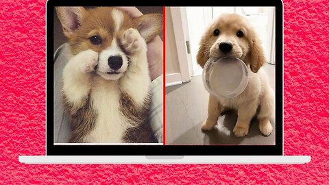 Cute And Funny Pet Videos Compilation ♥ Baby Dog Videos