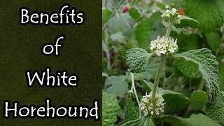 The Benefits of White Horehound