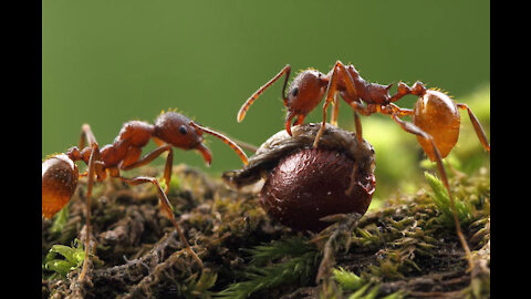 Ants and Trees: A Lifelong Relationship
