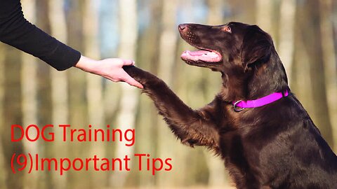 Dog Training Tips-Top 9 Tips ON How To Train Your Dog