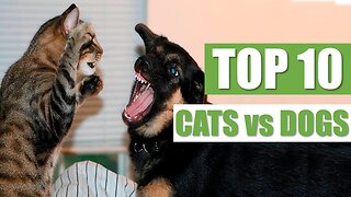 TOP 10 CATS vs DOGS