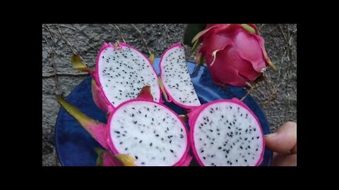 pitaya colheita e degustação e dicas