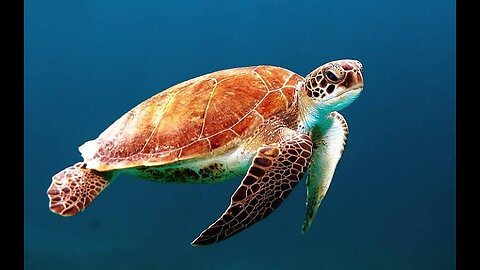 "Seafaring Serenity: The Oceanic Odyssey of the Sea Turtle" #58