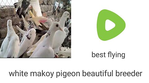 Withe makoy pigeon beautiful breeder pair