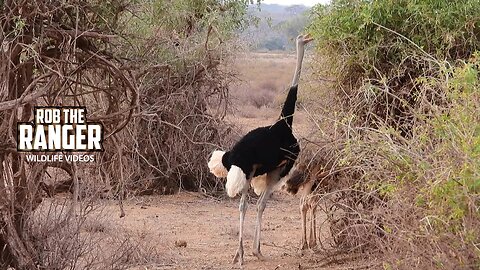 Somali Ostrich Browsing | Samburu | Zebra Plains On Tour