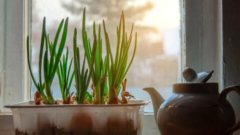 How to Grow Scallions or Green Onions Indoors