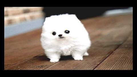 Cute and Funny Dog Videos | That Will Make You LOL | Animal Vised