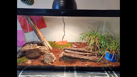 Setting Up Terrarium For Aligator Lizard And Other Critters