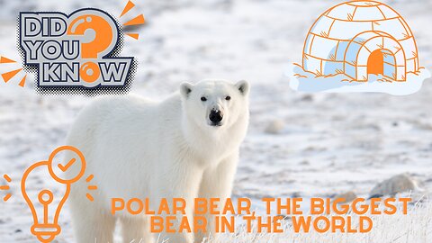 Interesting facts about Polar Bears