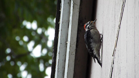 Mad-looking Downy Woodpecker