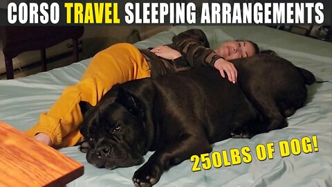 Cane Corso Sleeping Arrangements Travel With 250lbs of Dog