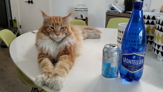 Mainecoon Cat* thinks he's Boss | *No cat was harmed in the film process