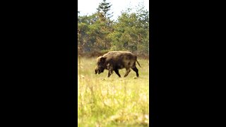 Wild boar