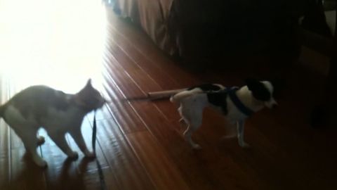 Cat Takes Control Of Dog Leash