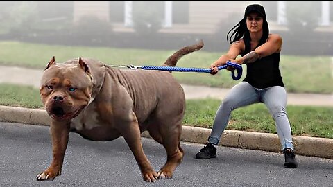 10 Biggest Dogs In The world
