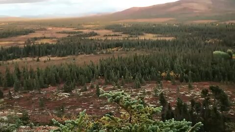 Alaska Moose Hunt