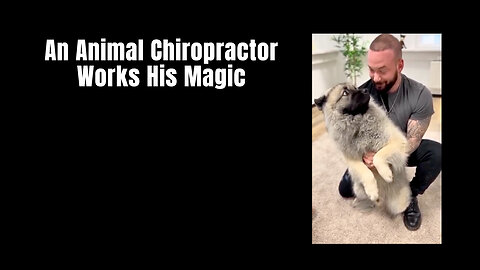 An Animal Chiropractor Works His Magic...