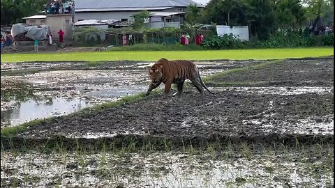 Tiger King 🐅