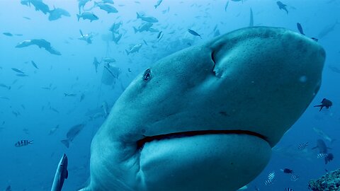 Bull Shark Pins Victim Against Sandbar