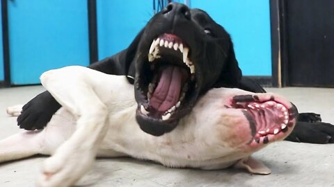 Cane Corso vs English Lab vs Dogo Argentino