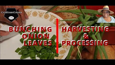 #Evergreen Bunching #onion Leaf - #harvesting & #processing - #catshobbycorner
