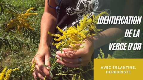 Verge d'Or, son identification : Solidago, cueillette, Solidage.