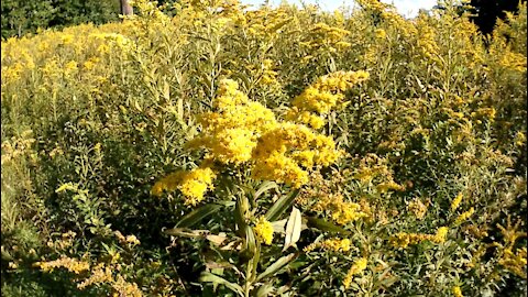 Bright Yellow Goldenrod Field on a Windy Day