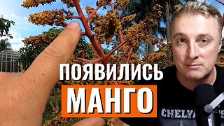 Появились у Сани манго! Бананы тоже перезимовали.