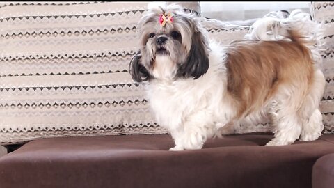 13 Things you should never do to your shih Tzu