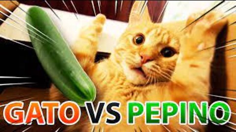 GATOS VS PEPINO - GATOS A FUGIR DE PEPINO