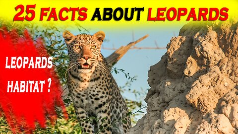 25 Facts About Leopards || Leopards Habitat || Description and Facts