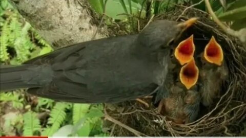 turkey 🦃//beautiful birds nests. #fazalkhan #beautifulbirds