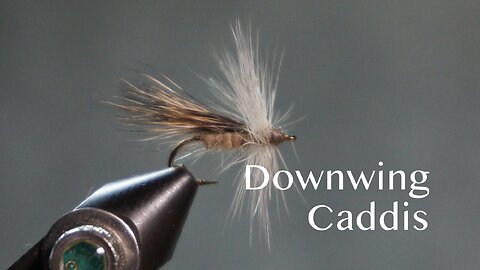 Downwing Caddis