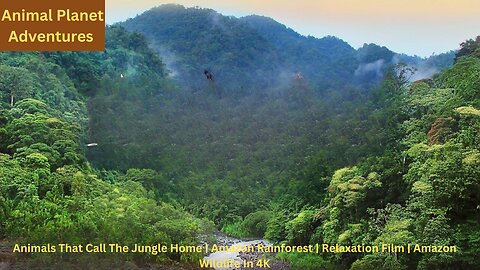 Animals That Call The Jungle Home | Amazon Rainforest | Relaxation Film | Amazon Wildlife In 4K