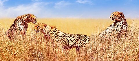 African Safari 4K - Amazing Wildlife of African Savanna | Scenic Relaxation Filmwild life