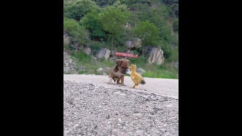 Cute dog puppy and duck playing 💕😍🥰😘