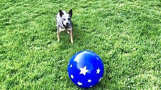 Zippy Blue Heeler Plays BOUNCY BALL HERDING in Ouray Colorado the Switzerland of America!!