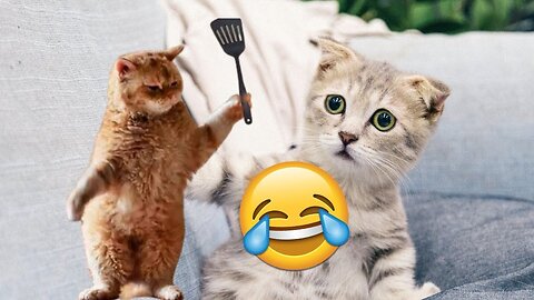 this cats are creazy😱🫣