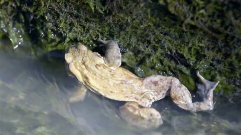 Frog holding to stone in river flow
