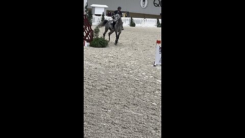 Jumper horse