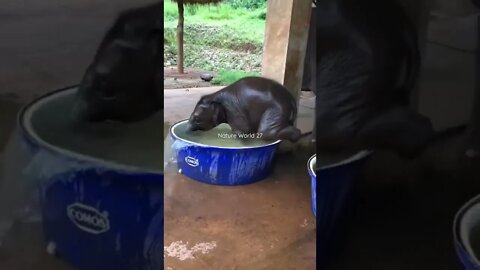 हाथी का बच्चा नहा रहा है😱Elephant Baby Taking A Bath👈