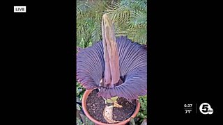 WATCH LIVE: Cleveland Zoo streaming blissfully odorless video of corpse flower blooming