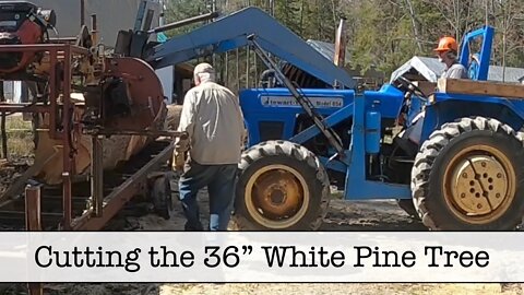 Cutting the 36” Pine Tree
