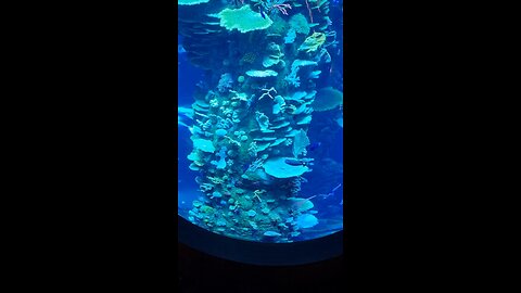Aquarium Splendor: A Mesmerizing Showcase of Captivating Fish Displays