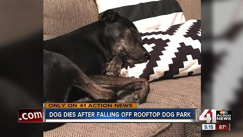 Dog dies after falling five stories off KC rooftop dog park; owner wants improved safety