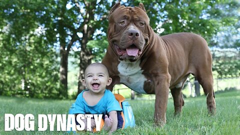 Giant Pit Bull Hulk & The Newborn Baby