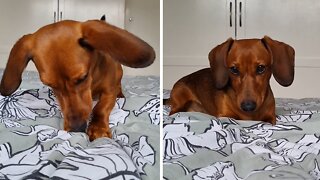 Cute Dachshund Loves Scratching & Digging On The Bed